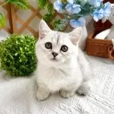マンチカン(短足)