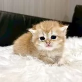 ブリティッシュショートヘア