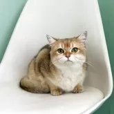 ブリティッシュショートヘア