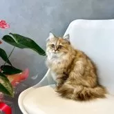 マンチカン(長足)