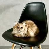 マンチカン(長足)