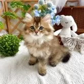 マンチカン(長足)