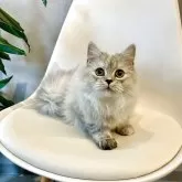 マンチカン(長足)