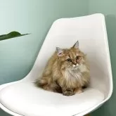 マンチカン(長足)【千葉県・女の子・2025年4月12日・ブラウンタビー】の写真2