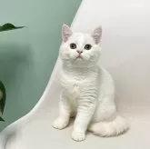 マンチカン(長足)【千葉県・男の子・2025年7月25日・ホワイト&クリーム】の写真2