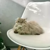 マンチカン(長足)【千葉県・女の子・2025年7月25日・ブラウンタビー】の写真2