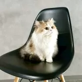 スコティッシュフォールド(立ち耳)【千葉県・女の子・2025年4月28日・キャリコ】の写真2