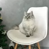 マンチカン(長足)【千葉県・女の子・2025年5月2日・シルバータビー】の写真2