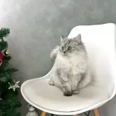 マンチカン(長足)【千葉県・女の子・2025年5月2日・シルバータビー】の写真3