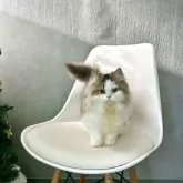 マンチカン(長足)【千葉県・女の子・2025年7月25日・ブラウンタビー&ホワイト】の写真3