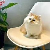 マンチカン(長足)【千葉県・男の子・2025年7月12日・レッド&ホワイト】の写真3