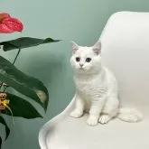 マンチカン(長足)【千葉県・男の子・2025年7月25日・ホワイト&クリーム】の写真3