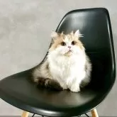 スコティッシュフォールド(立ち耳)【千葉県・女の子・2025年4月28日・キャリコ】の写真3