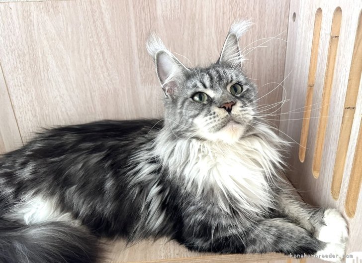 メインクーン【・女の子・2021年4月20日・ブルーシルバータビー&amp;ホワイト】