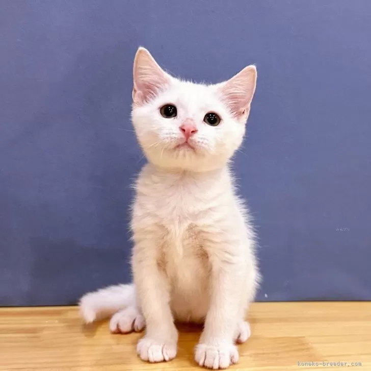 ID:2405-03356の子猫