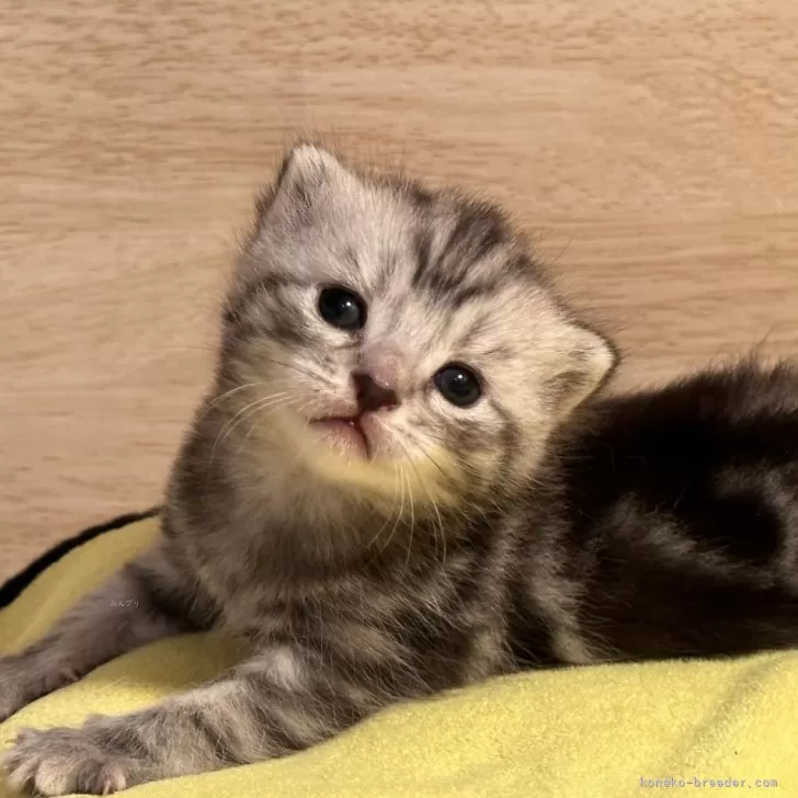 ID:2405-00045の子猫