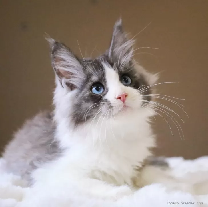 ID：2405-03489の子猫