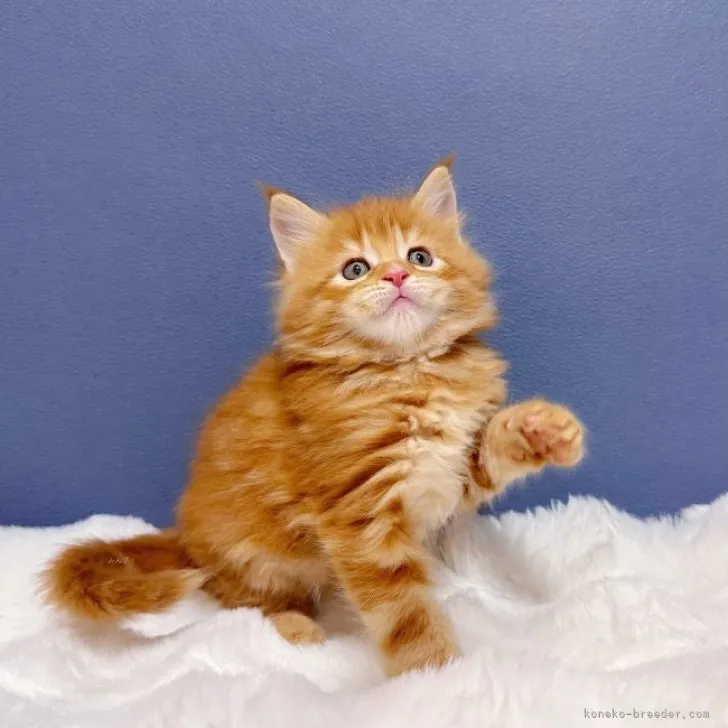 ID：2312-00068の子猫