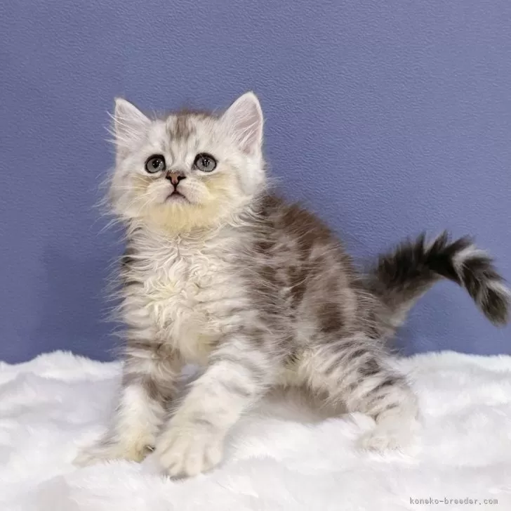 ID：2408-02071の子猫