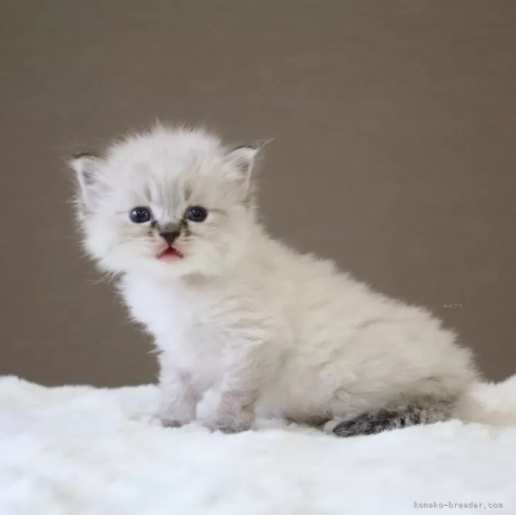 ID：2406-01983の子猫