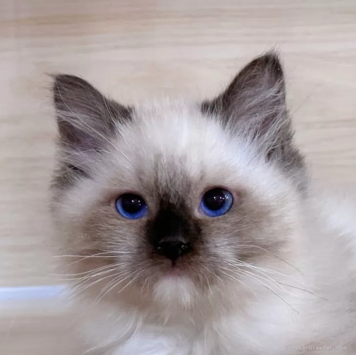 ID：2405-01233の子猫