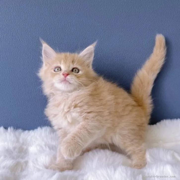 ID:2308-00885の子猫