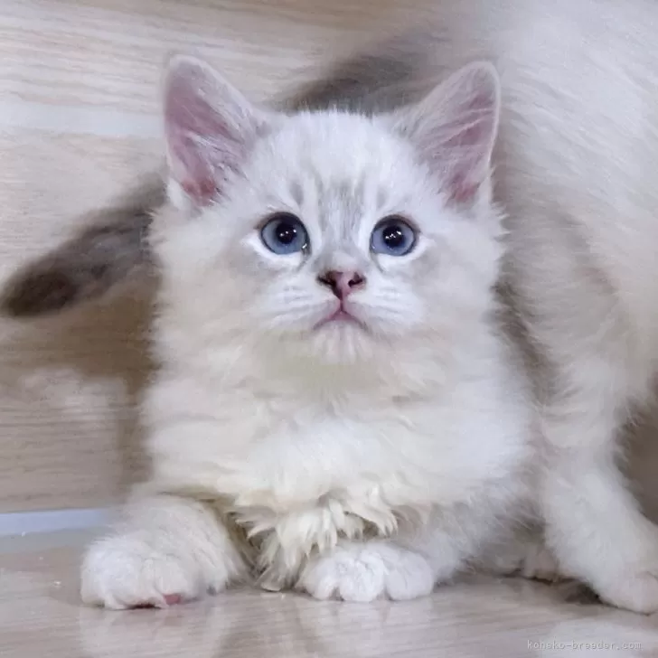 ID:2403-02475の子猫
