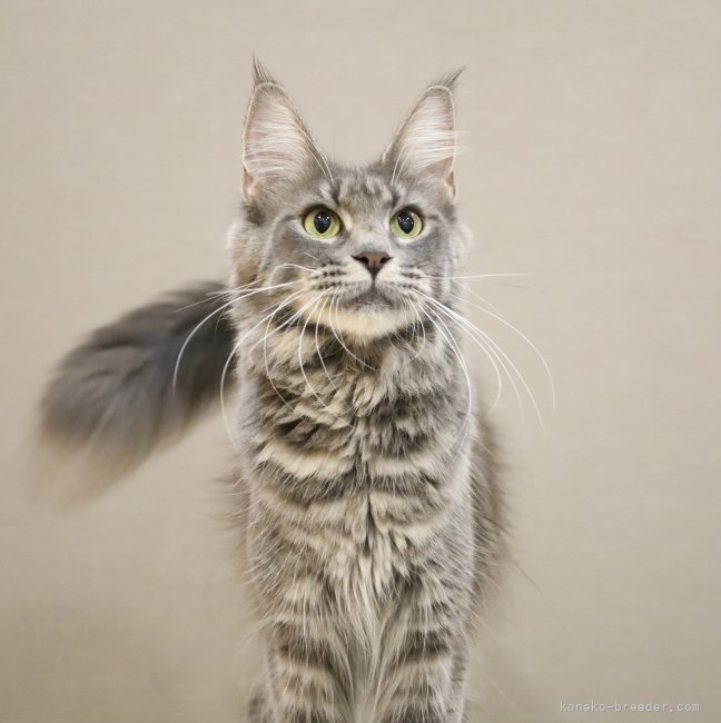 メインクーン【・女の子・2022年10月1日・ブルータビー】