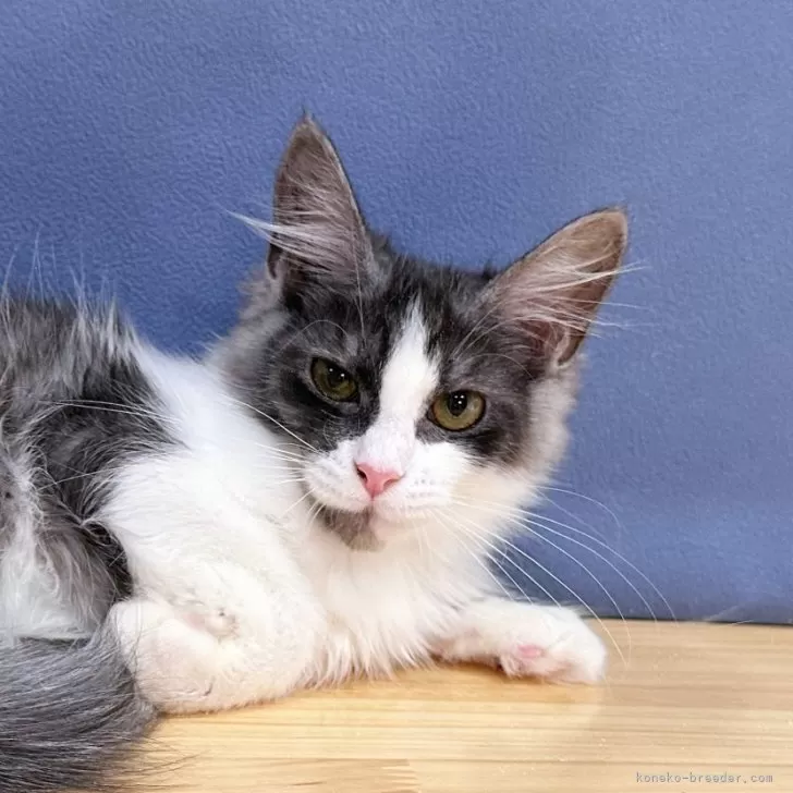 ID：2406-03157の子猫