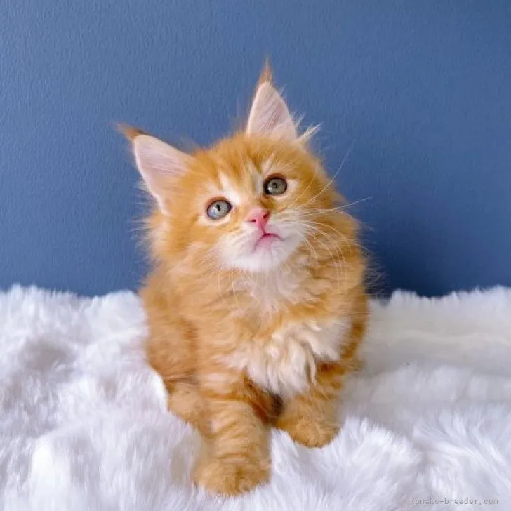 ID：2308-00888の子猫