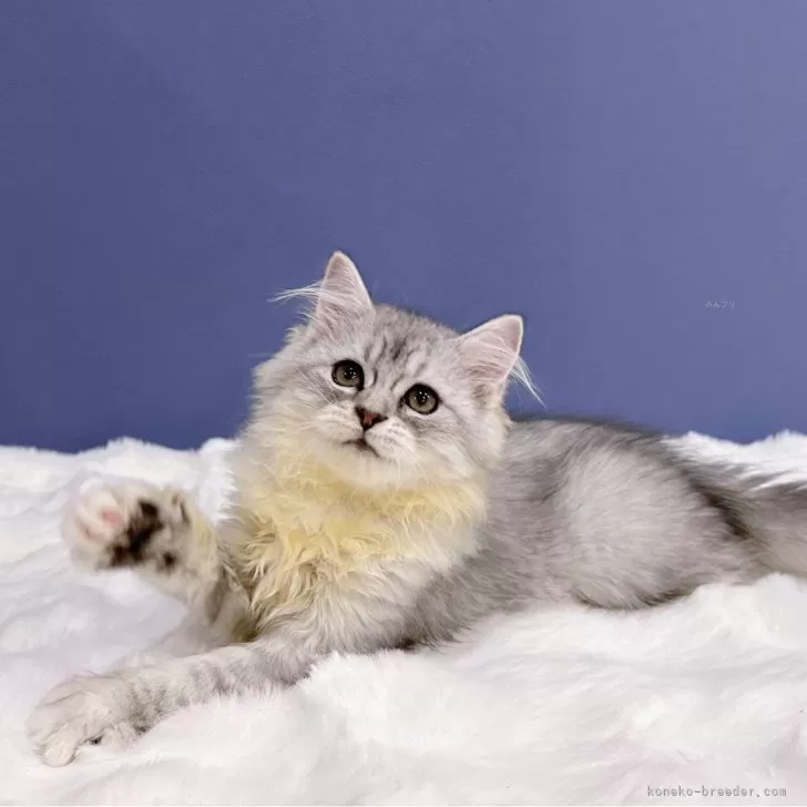 ID:2408-02074の子猫