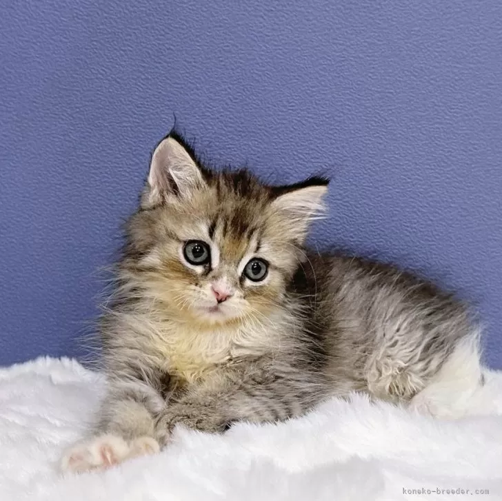 ID：2408-02073の子猫