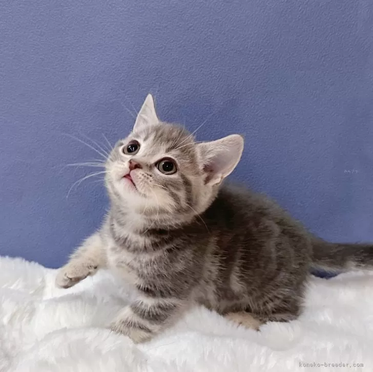 ID：2404-03118の子猫