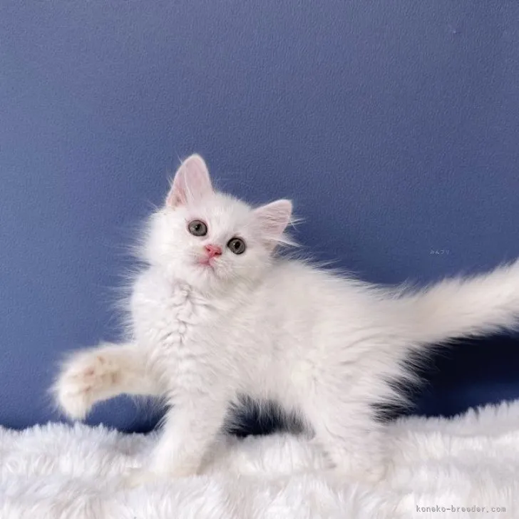 ID:2309-01440の子猫