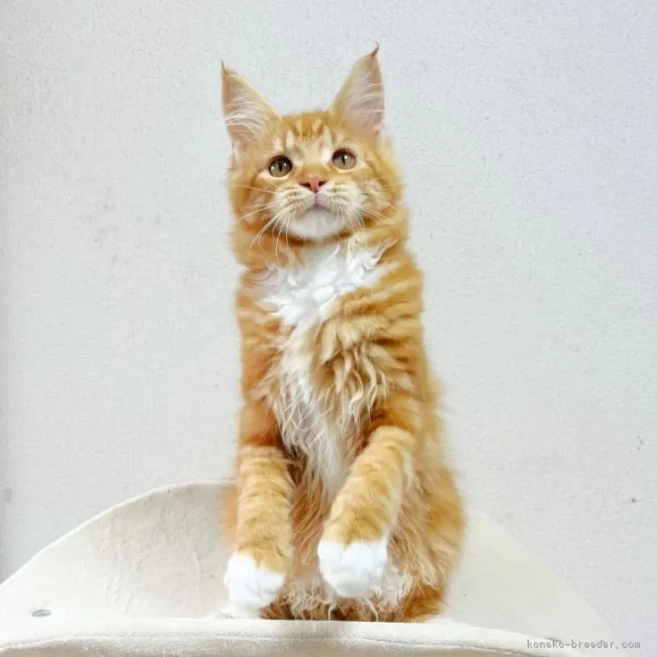 ID：2305-03573の子猫