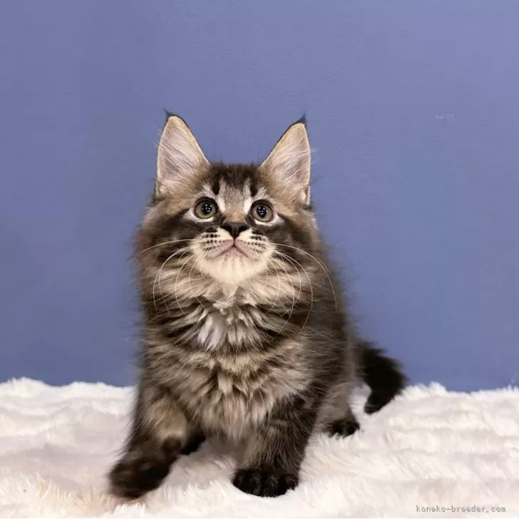 ID：2410-01092の子猫