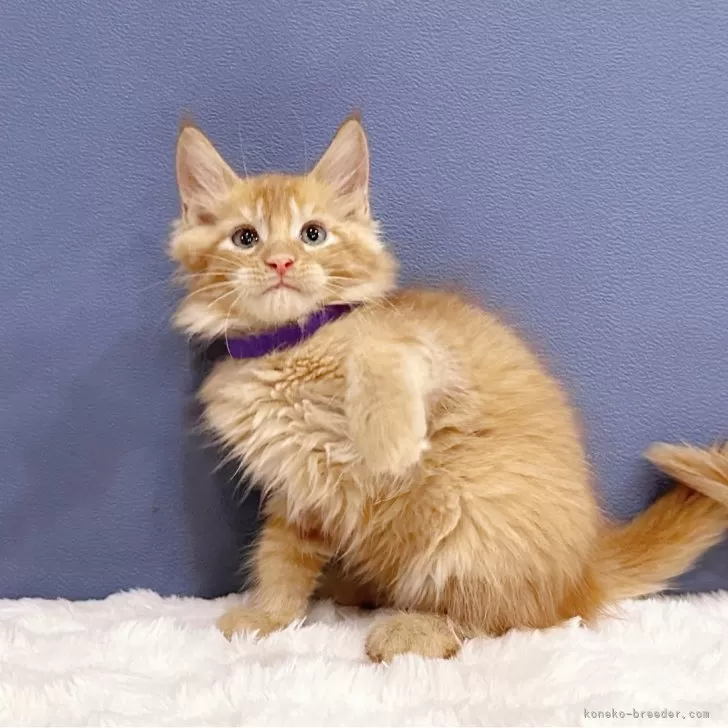 ID：2410-01088の子猫