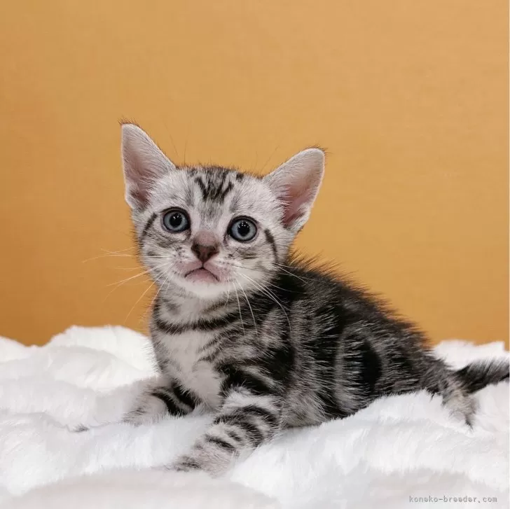 ID：2401-01533の子猫