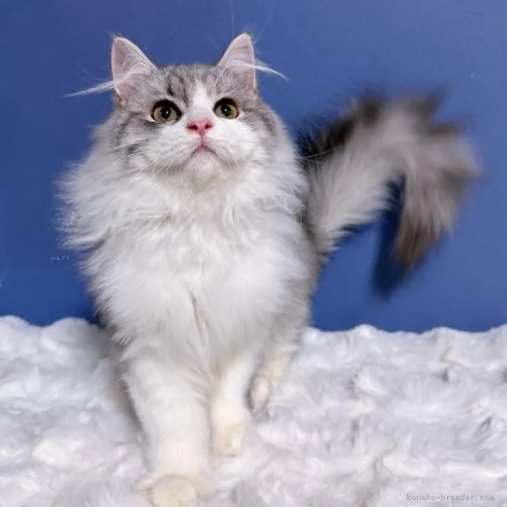 ID：2309-01324の子猫