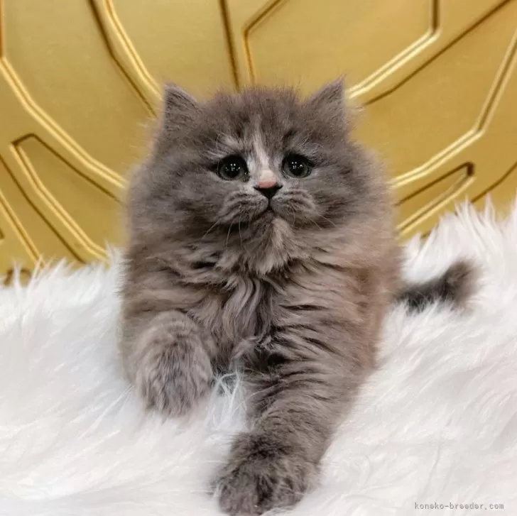 ID：2402-00092の子猫