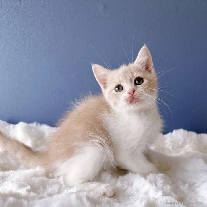 ID：2309-02786の子猫