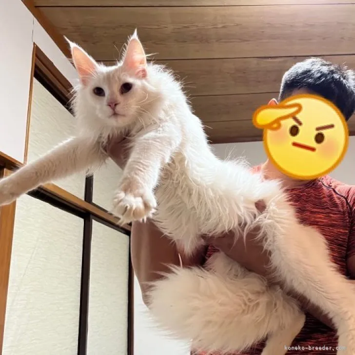 ID:2304-01762の子猫