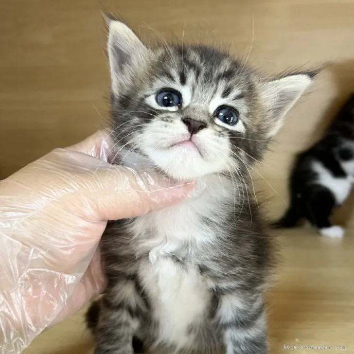 ID:2306-03380の子猫