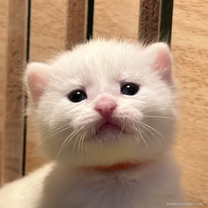 ID:2405-00039の子猫