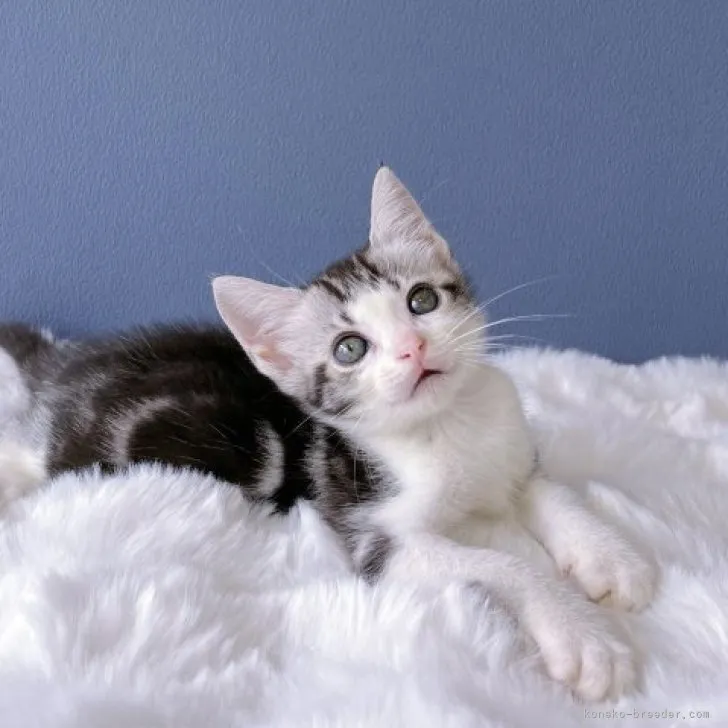 ID:2307-01027の子猫
