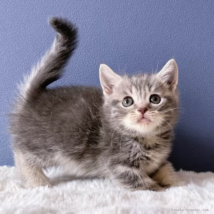 ID：2408-01261の子猫