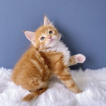 メインクーン【東京都・男の子・2023年6月16日・レッドタビー&ホワイト】の写真「両親外産🇷🇺
可愛い手袋・ピンクの肉球🌸」