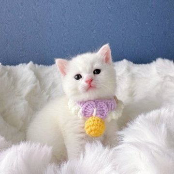 アメリカンショートヘア【東京都・男の子・2023年11月19日・ホワイト】の写真「珍しい真っ白の子
まん丸顔」