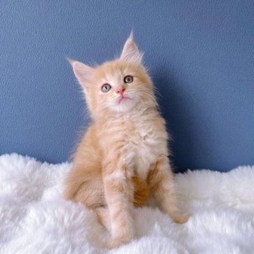 メインクーン【東京都・男の子・2023年6月16日・クリームタビー】の写真「両親外産❗️
珍しい色・可愛い顔💛大きい体格」