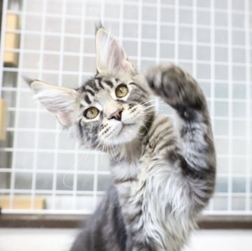 メインクーン【東京都・男の子・2022年11月19日・ブラウンタビー】の写真「両親外産❗️骨格が大型の子」